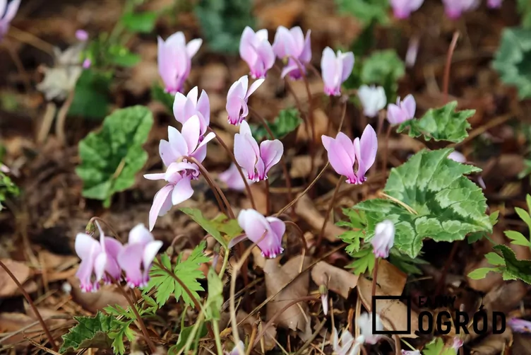 cyklamen-bluszczolistny-1 Cyklamen bluszczolistny