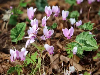 Ilustracja rośliny cyklamen bluszczolistny