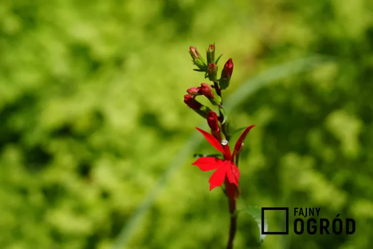 lobelia-mini-1 Lobelia szkarłatna 'Mini'