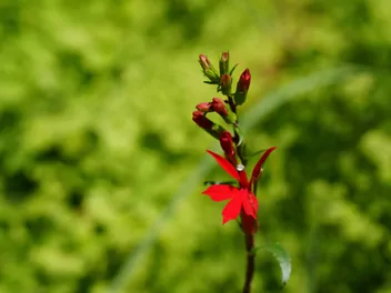 Ilustracja rośliny lobelia szkarłatna 'mini'