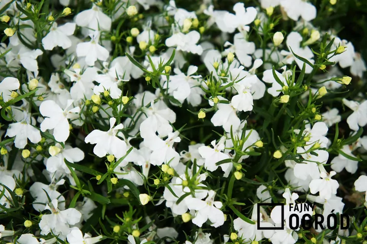 lobelia-whitestar-1 Lobelia przylądkowa 'White Star'