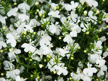 Ilustracja rośliny lobelia przylądkowa 'white star'