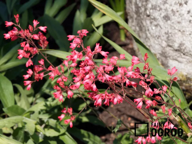 Żurawka drżączkowata