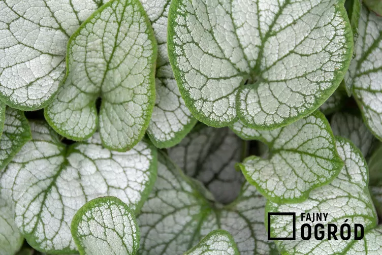 Brunnera wielkolistna 'Silver Heart'