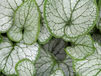 Zdjęcie ilustrujące brunnera wielkolistna 'silver heart'