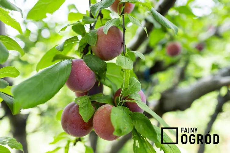 Śliwa domowa 'Peach Plum'