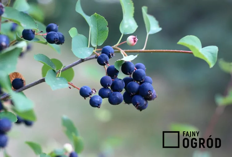 Świdośliwa olcholistna 'Smoky'