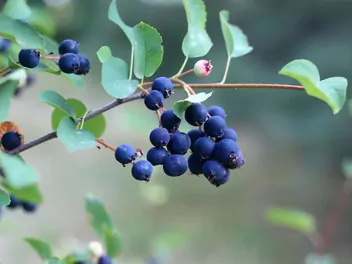 Zdjęcie ilustrujące świdośliwa olcholistna 'smoky'