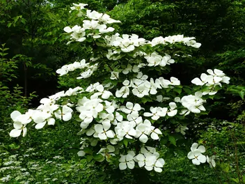 Zdjęcie ilustrujące dereń ‘venus’