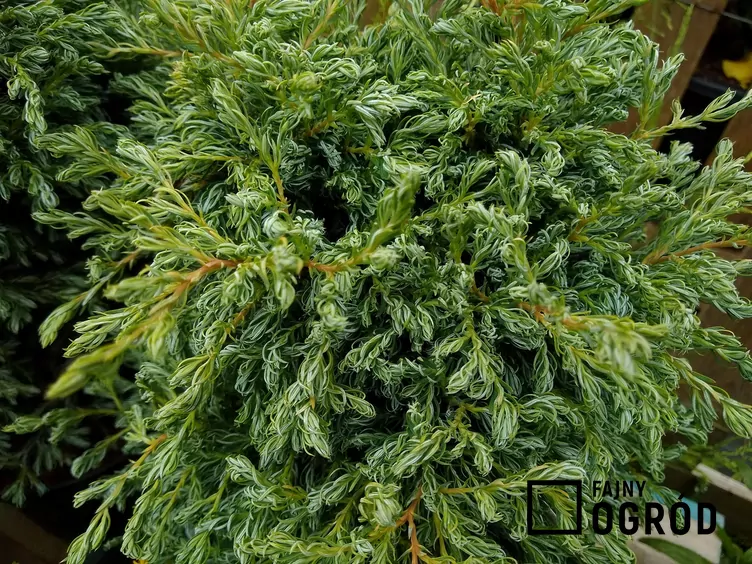 Cyprysik groszkowy 'Boulevard'