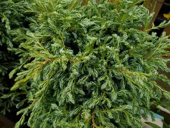 Zdjęcie ilustrujące cyprysik groszkowy 'boulevard'