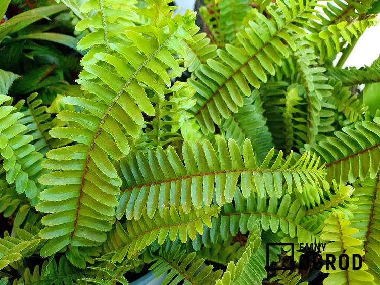 Nefrolepis sercolistny