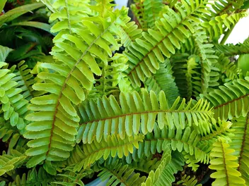 Zdjęcie ilustrujące nefrolepis sercolistny