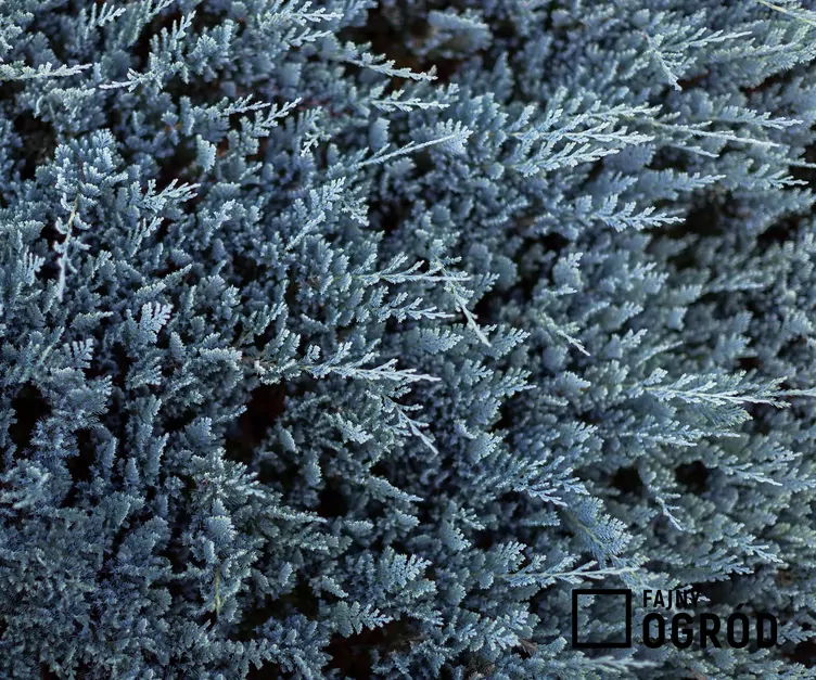 Jałowiec płożący 'Blue Chip'