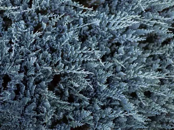 Ilustracja rośliny jałowiec płożący 'blue chip'