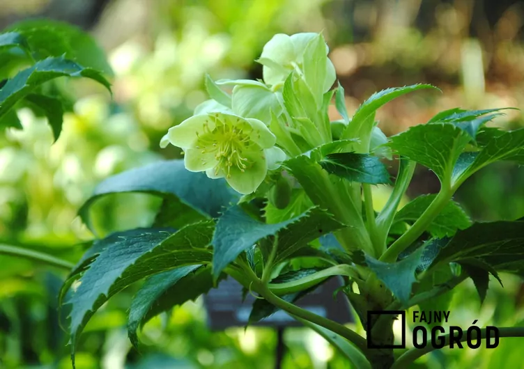 Ciemiernik korsykański