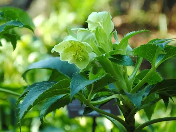 Zdjęcie ilustrujące ciemiernik korsykański