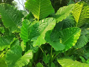 Zdjęcie ilustrujące alokazja wonna