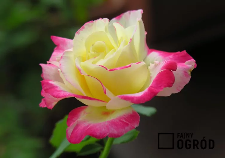 Róża wielkokwiatowa 'Double Delight'