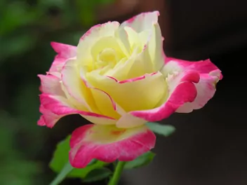 Ilustracja rośliny róża wielkokwiatowa 'double delight'