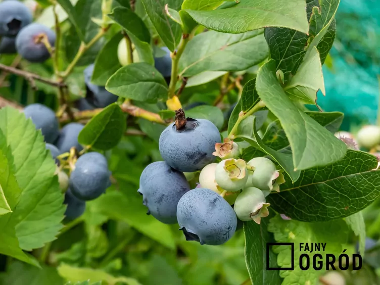 Borówka wysoka 'Spartan'