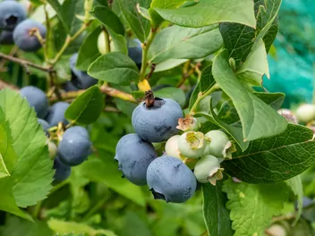 Zdjęcie ilustrujące borówka wysoka 'spartan'