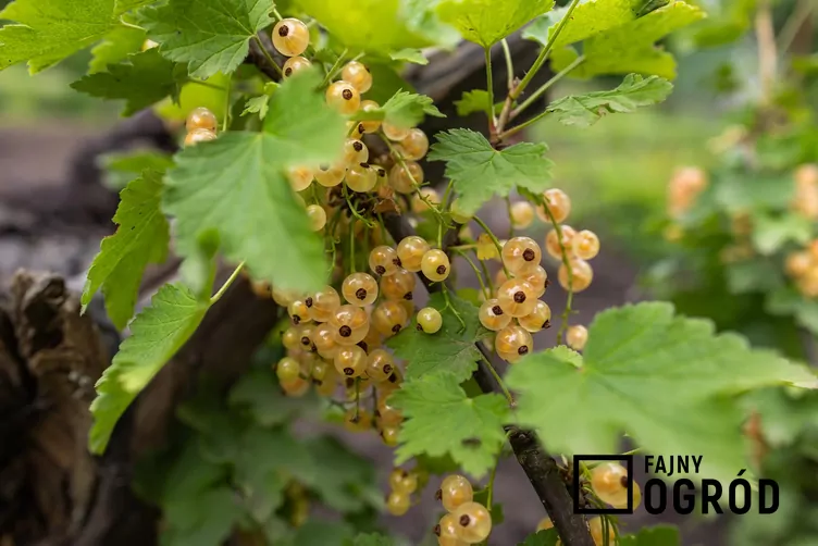 Porzeczka biała (cultivar)