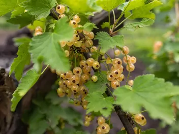 Zdjęcie ilustrujące porzeczka biała (cultivar)