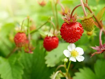 Ilustracja rośliny poziomka 'regina'