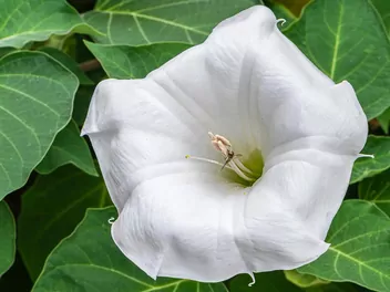 Ilustracja rośliny wilec biały