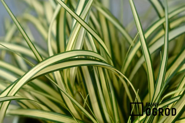 Turzyca oszimska 'Evergold'