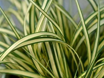 Zdjęcie ilustrujące turzyca oszimska 'evergold'