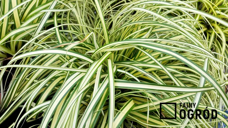 Turzyca oszimska 'Evergold'