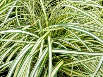 Turzyca oszimska 'Evergold' - zdjęcie 2