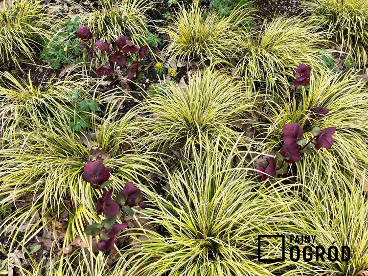 Turzyca oszimska 'Evergold'