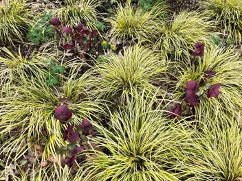 Turzyca oszimska 'Evergold' - zdjęcie 3