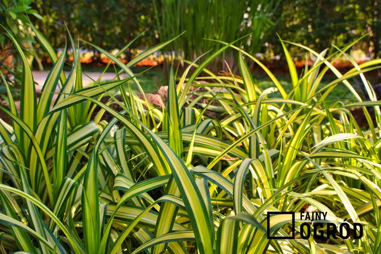 Turzyca oszimska 'Evergold'