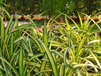 Turzyca oszimska 'Evergold' - zdjęcie 4