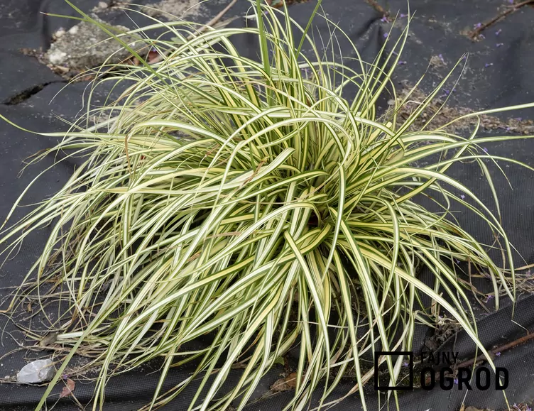 Turzyca oszimska 'Evergold' - zdjęcie 5