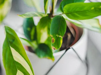 Ctenanthe Lubbersa - zdjęcie 2