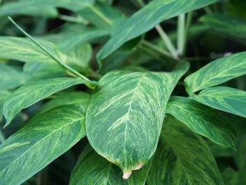 Ctenanthe Lubbersa - zdjęcie 3