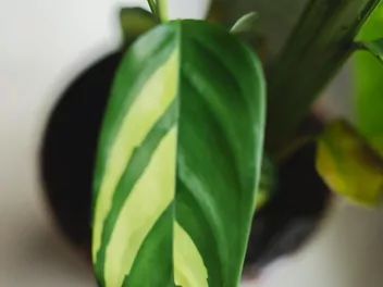 Ctenanthe Lubbersa - zdjęcie 4