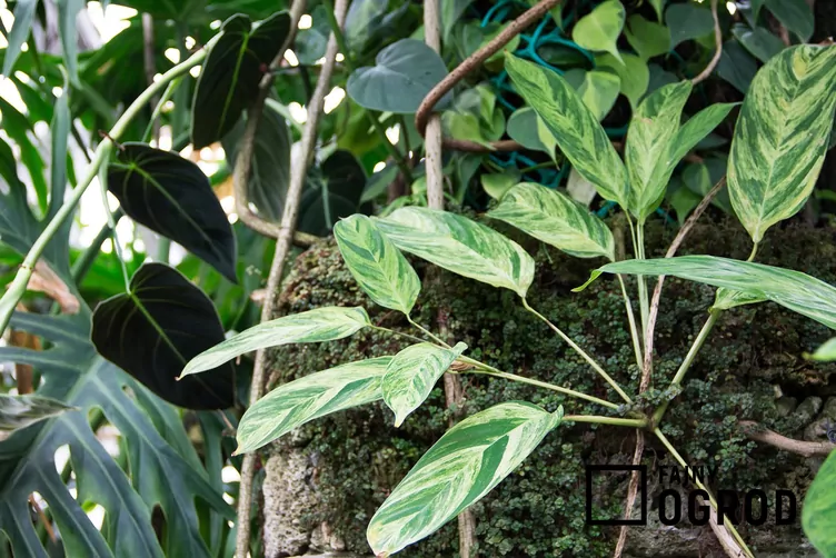 ctenanthe-lubbersa-1 Ctenanthe Lubbersa