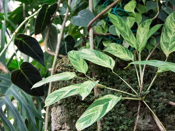 Zdjęcie ilustrujące ctenanthe lubbersa