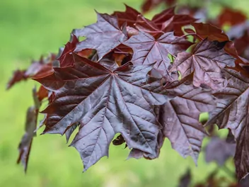 Klon pospolity 'Royal Red' - zdjęcie 2