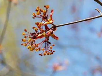 Klon pospolity 'Royal Red' - zdjęcie 3