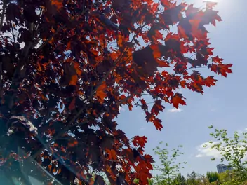 Klon pospolity 'Royal Red' - zdjęcie 4