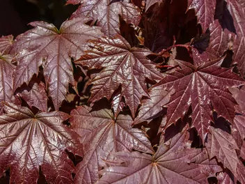 Klon pospolity 'Royal Red' - zdjęcie 5