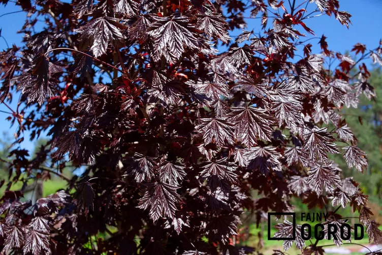 Klon pospolity 'Royal Red'