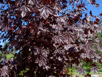 Ilustracja rośliny klon pospolity 'royal red'